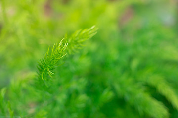 Close up Treetops green Background for text