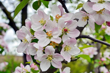 Цветение яблони.