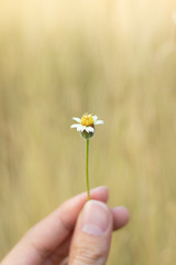 Close up One flower in the grassland, yellow bokeh background for the text