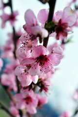 Цветок персика.