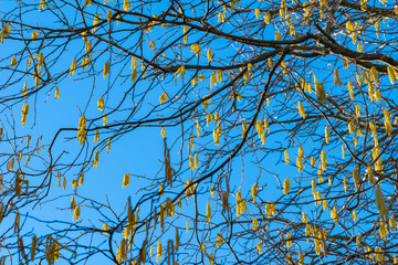 View from below into the treetop of a hazel tree (Corylus avellana) with many blossoms against the blue sky.