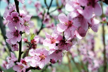 Цветок персика.