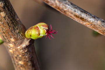 Macro shot of a female blossom of a hazelnut (Corylus avellana) in the sunshine
