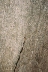 Old grunge dark textured wooden background,The surface of the old brown wood texture.