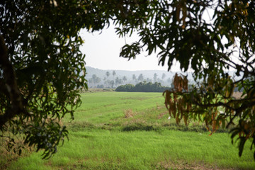 landscape picture of green meadows on the background of trees and tropical palms. the concept of natural beauty