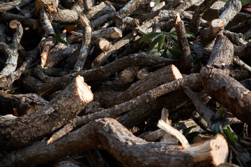 a picture of a sawn tree dumped on the ground in the form of chumps. the concept of protection of wildlife and plants from cutting down and destruction