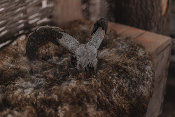 Ram skull on a pelt inside the house of a pre historic farmer