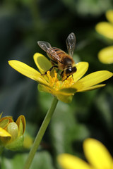 Bee on a yellow flower collecting honey
