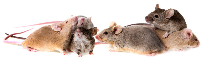 three cute little mice isolated on a white background