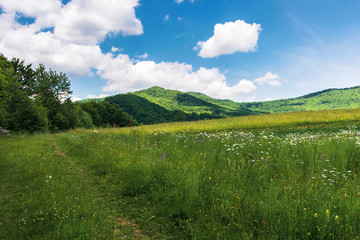 summer countryside in mountains. path through grassy meadow and forest. wonderful sunny weather. fluffy clouds on the blue sky.