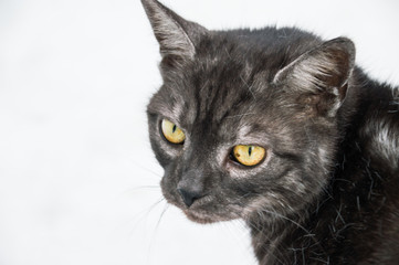 Kot z Doliny Strążyńskiej © Kasia R.