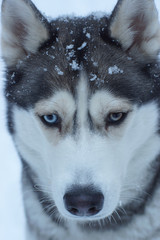 Husky dog breed muzzle close-up with snowflakes, different eyes