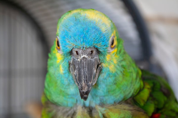Blaustirnamazone