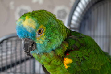 Blaustirnamazone