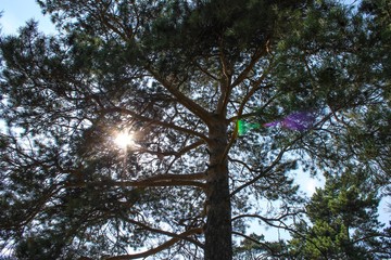 the sun shines through the tree