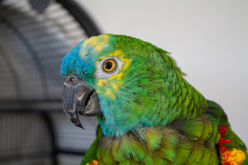 Blaustirnamazone