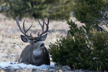 A mule deer buck lies comfortably in his bed near Buena Vista, Colorado