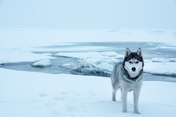 A gray-haired husky breed dog stands near the sea frozen in winter