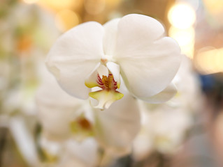 Fototapeta na wymiar Beautiful white flowers in the shop