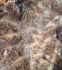 Ostrich feathers as an abstract background