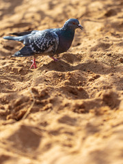 Dove walking in the sand