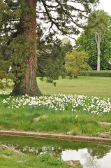 parc avec vieil arbre et canal un jour ensoleillé