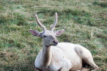 White Deer