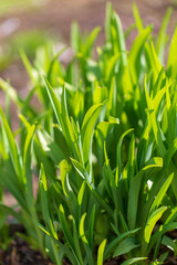 Fototapeta na wymiar Green grass on nature in spring
