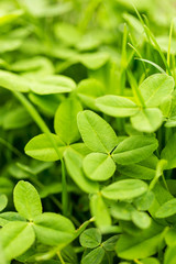 Green clover leaves on the nature as background