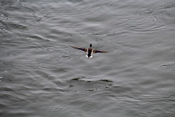 Obraz premium Mallard Flying Over River, Gold Bar Park, Edmonton, Alberta