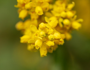 Beautiful yellow flowers in nature