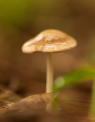Inedible mushroom in the forest