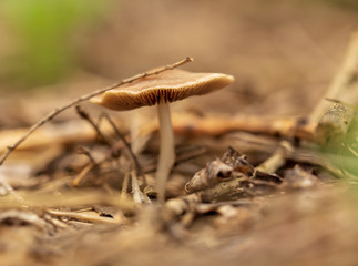 Inedible mushroom in the forest