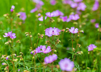 Beautiful purple flowers in nature