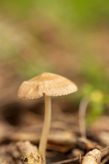 Inedible mushroom in the forest