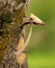 Mushroom mushrooms grow on a tree