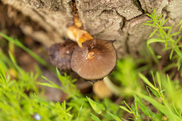 Mushroom mushrooms grow on a tree