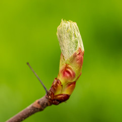 Revealed bud on chestnut branch in spring
