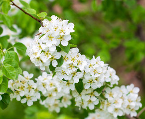 Flowers on pear branches in spring