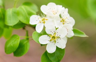 Obraz na płótnie Canvas Flowers on pear branches in spring