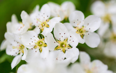 Flowers on pear branches in spring