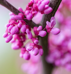 Obraz premium Beautiful purple flowers on a tree in spring