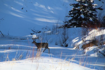 Deers Coming Down The Hill, Whitemud Park, Edmonton, Alberta