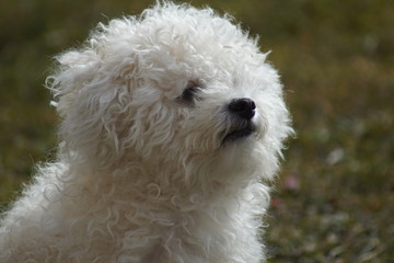 hund, haustier, tier, wei&szlig;, h&uuml;bsch, portrait, flaumig, s&uuml;ss, s&auml;ugetier, einheimisch, haar, gering, reinrassig, gewellt, komisch, freund, Bologneser, buddy