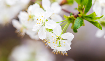 Flowers on the branches of cherry in spring