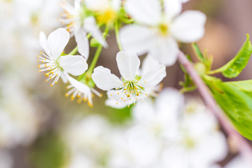 Flowers on the branches of cherry in spring