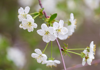 Flowers on the branches of cherry in spring
