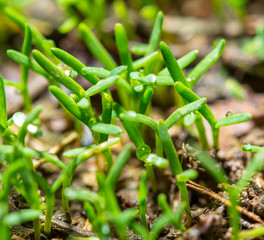 Green leaves of small plants in the ground in spring