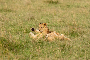 Lion cubs playing in the green grasses of Masai Mara National Park during a wildlife safari