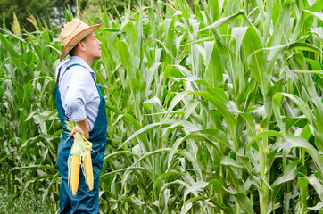 Naklejka na ściany i meble Middle age Farmer inspecting maize at field
